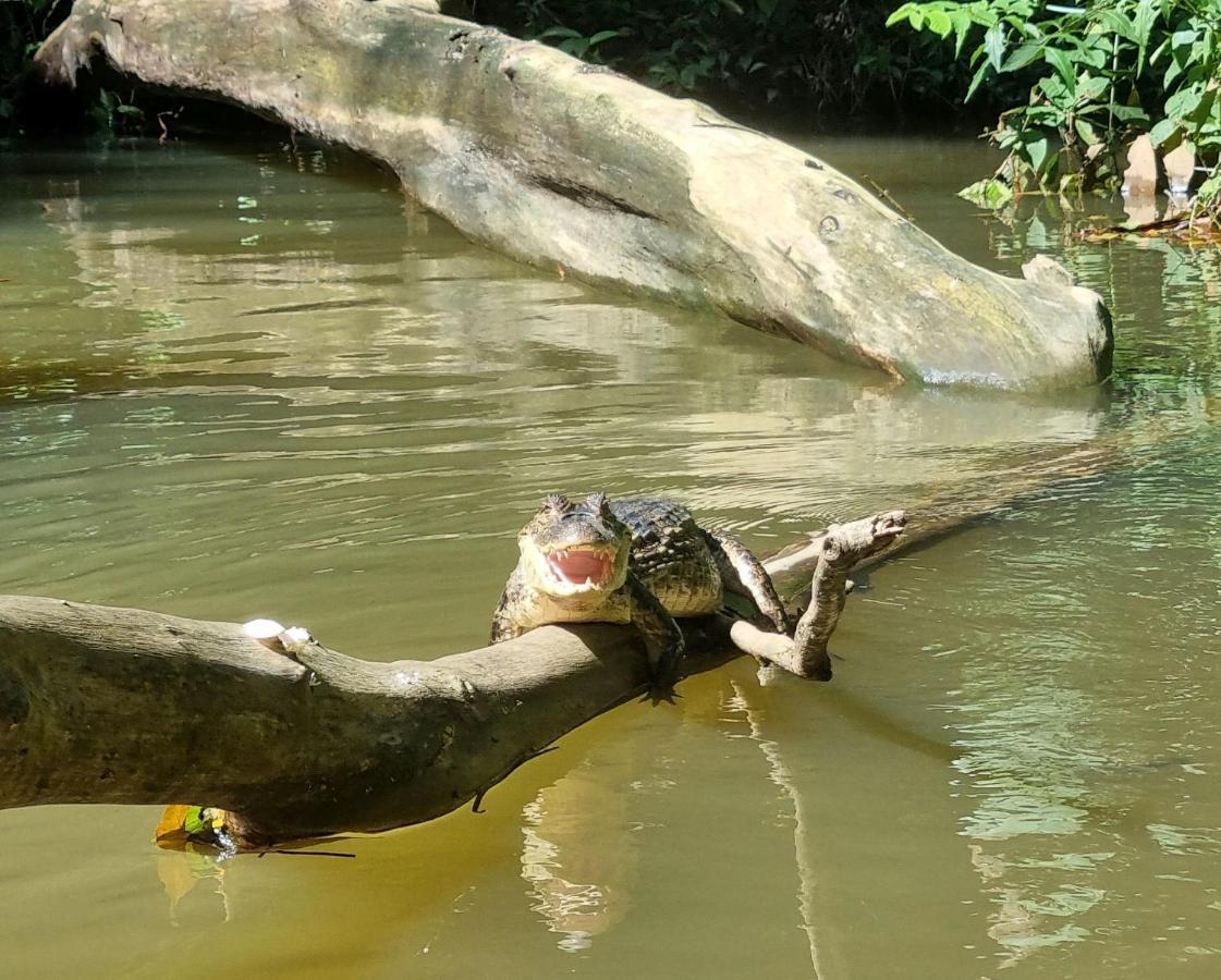 Wildlife Art Tortuguero Hotel Exterior photo