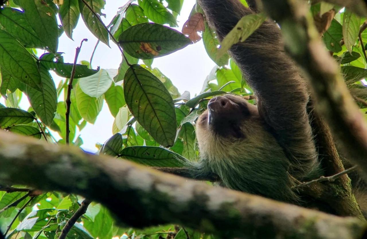 Wildlife Art Tortuguero Hotel Exterior photo