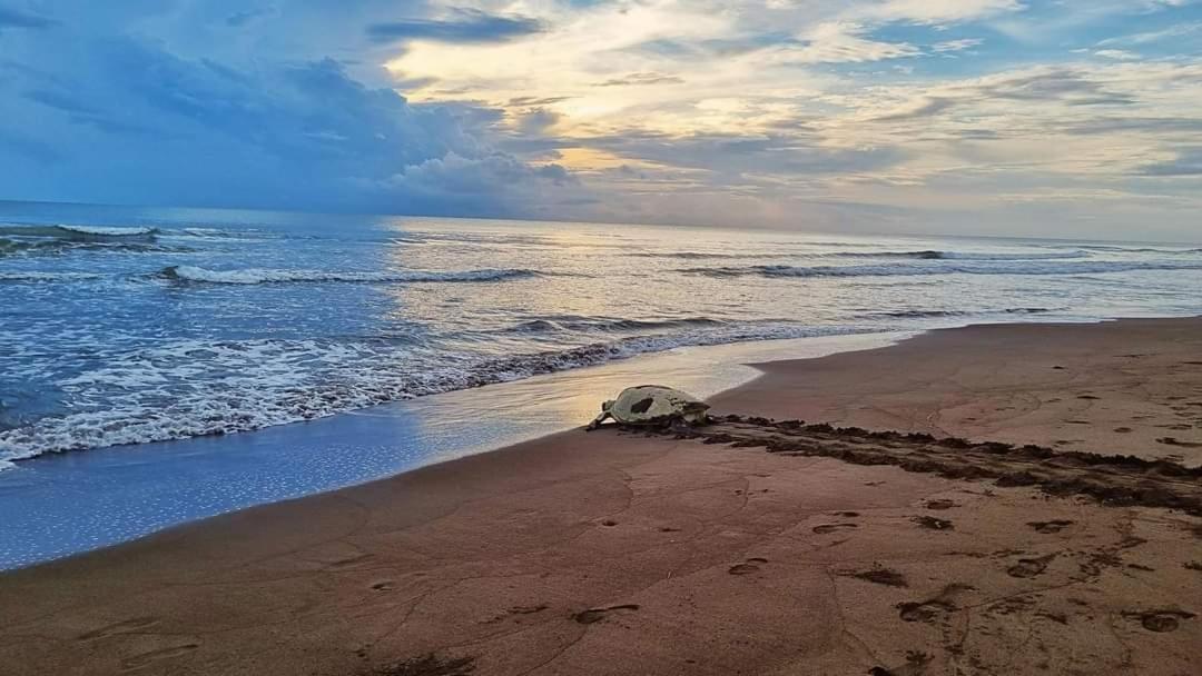Wildlife Art Tortuguero Hotel Exterior photo